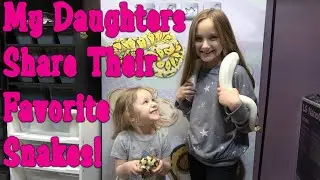 Favorite Ball Pythons With Charlotte & Hazel!