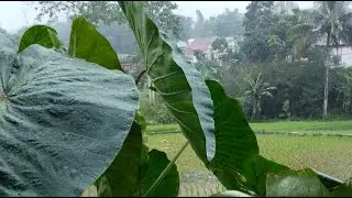 Ridjal Pahlawan Channel  sedang live suduru sekarang!