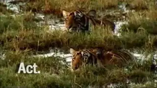 Save The World's Big Cats: A Short Film