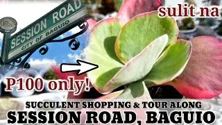 Succulent shopping and Tour along Session Road Baguio City | 다육식물 | 多肉植物 | Suculentas