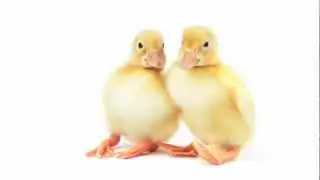Too Cute: Studio Ducks by Studio Pets