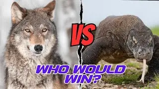 Wolf vs. Komodo Dragon &ndash; Who Wins?