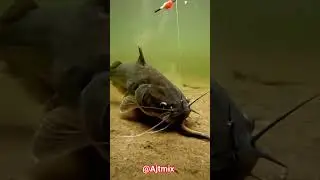 Live Catfish Fishing Underwater 😱 | Singhi Machhli Ne Chara Aise Pakda | Fishing Shorts #ajtmix #fyp