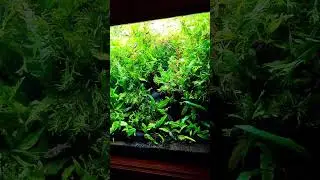 PLANTED AQUARIUM Java Fern JUNGLE 🌿🌿 #javafern #aquariumplant #aquaticplant#fishtank#plantedtank