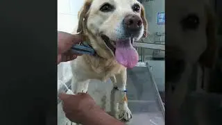 My Dog has a tumor  | Dogs | |Health Problems| HINDI!