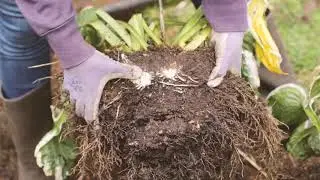 Dividing Hosta