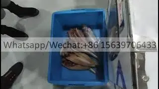 commercial fish killer fish inverter fish cleaning machine belly openning machine visceral extractor