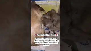 They were hiding in the bush, very scared and very weak. We believe that they are Violeta's ow