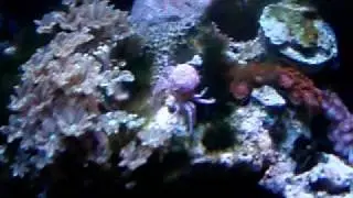 PomPom Crab molting