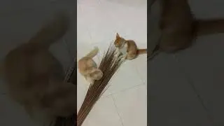 Moci & Milo, kucing lucu dan menggemaskan. Gemoy anabul Persia Angora. Funny Cat & Cute Cat.