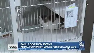 Fall animal adoption event, fee waived for adult cats