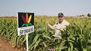Sorghum Partners &reg; Product Profile- SP3904 BD BMR