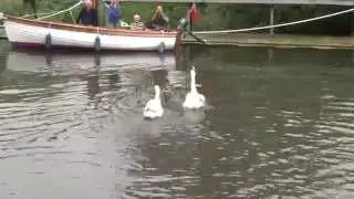 Swan Upping on the River Thames