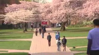 UW Quad Japanese Cherry Trees