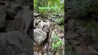 Adventurous Dog Exploring Nature&rsquo;s Hidden Stream! #funny #animallife #funnyanimal #nature
