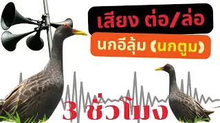 Gallicrex cinerea เสียงต่อ เสียงล่อ นกอีลุ้ม นกตูม เป็นนกขนาดเล็กที่มีความน่ารักและเป็นเอกลักษณ์