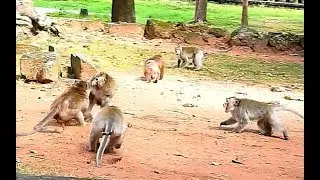 OMG!Loki lead team fight Donkey&KingKong push out of Amber Group make most scare fighting