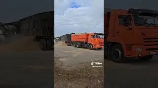 Камаз зерновоз самосвал выгружает зерно #камаззерновоз #зерновоз #выгрузка #перегруз #пополной