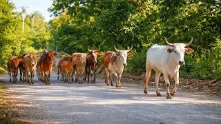 This herd of cows is walking in a neat line to go to a beautiful field. 