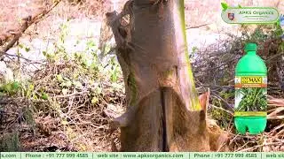 | Telugu | How Cocomax Helped Online Farmer Mr. Babu Boost Coconut Yield 🌴💚
