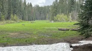 Sequoia National Park - Crescent Meadow - See Bears Here!