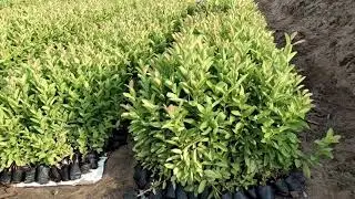 Nursery at pedalanka  village , Bhattiprolu (m).Super  and Healthy plants Available....plz watch .