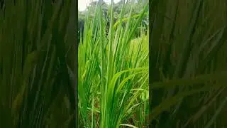 Ever green|| Kems Wangnao Vlog
