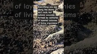 🌊 Hidden Coral Beach of the Eastern Mediterranean | Nature&rsquo;s Underwater Architects