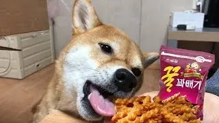 강아지에게 꿀꽈배기를 줘보았다(ASMR) / 리얼 개꿀맛 과자 / 시바견 곰이 탱이