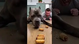 This Changed Everything 🔥 #shorts #fyp #funny #dog