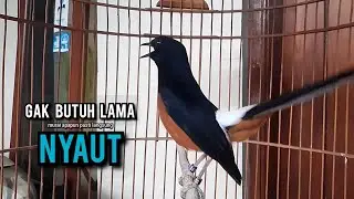 murai batu gacor AMPUH buat PANCINGAN murai batu agar bunyi JADIKAN burung murai gacor EMOSI NYAUT