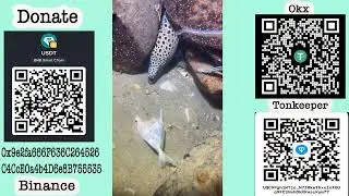 #diving #fishing #eels #crab #lobster #beach #deepsea #catchthesea #nature #sea