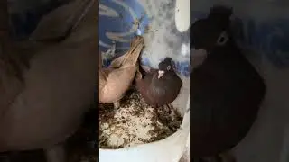 #animals #somalia #sweden #pigeon serbiska 🕊️💯👑