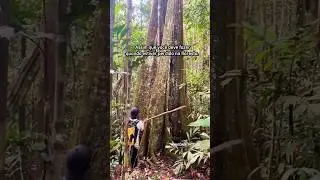Floresta Amaz&ocirc;nica.