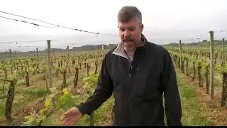 21 & UP: Kayak Winery Tour at Chatham Vineyards