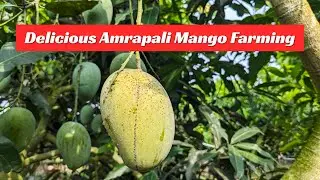 The Secrets of Amrapali Mango Farming &ndash; Orchard Tour and Expert Tips!