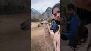 Llama Feeding Time with Mommy | Cozy Winter Day at the Petting Zoo 🍷🦙