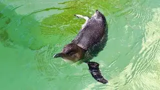 A Little Penguin with only one wing