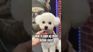 Top tip! ✂️ #doggroom #grooming #petgrooming #dogs #bichon #bichonfrise #quicktips #doggroomingtips