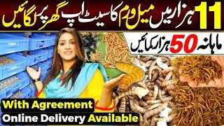 Insects Mealworms Farming at Home  @Hirakaysath 