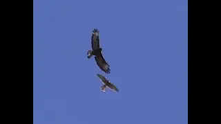 Turmfalke und M&auml;usebussard