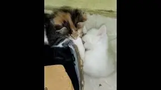 Hamari do nai cat Bombay NF vlogs 