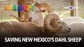 Saving New Mexico’s Dahl Sheep