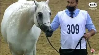 N309 AGAAB AL SHAQAB-Doha International Arabian Horse Show 2022-Stallions 7-10 Years old (Class 11)