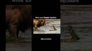 | Conquer.... Lion🦁 VS crocodile🐊