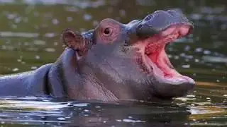 Animals With No Teeth