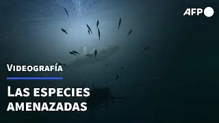 Las especies amenazadas | AFP