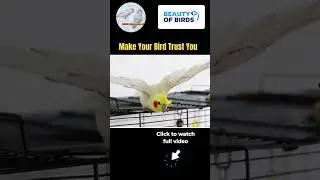 Things Birds Hate: Wild Birds #birdtok #birds #birdtraining #parrot #cute
