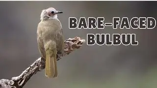 Bare-faced Bulbul &ndash; The Masked Singer of Southeast Asia