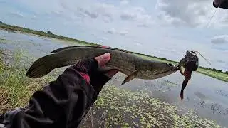 Wow, aren't believable daiva black label can be big fish fly on air.